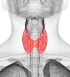 מיפוי בלוטת התריס - תמונת המחשה